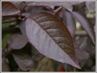 Prunus cerasifera Nigra - myrobalán