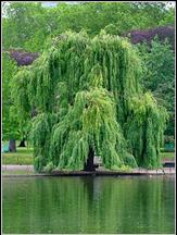 Salix × sepulcralis - weeping willow