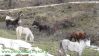 Άλογα ελεύθερα. "Διαδρομή & όμορφα τοπία" προς Πετροχώρι. Φωτογραφία Ψιλόπουλος Κώστας, 17-2-2013.